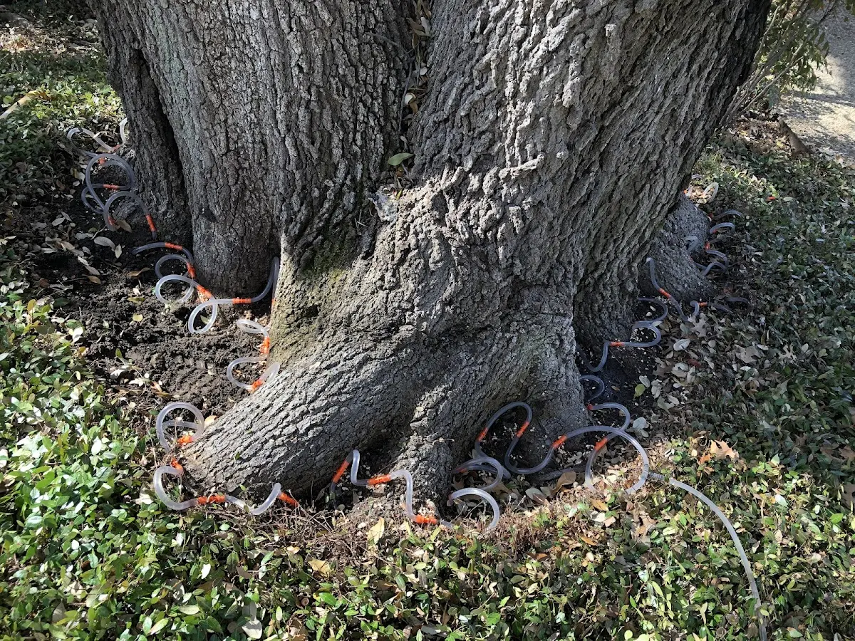 Detailed Tree Cabling and Bracing job site in Carthage